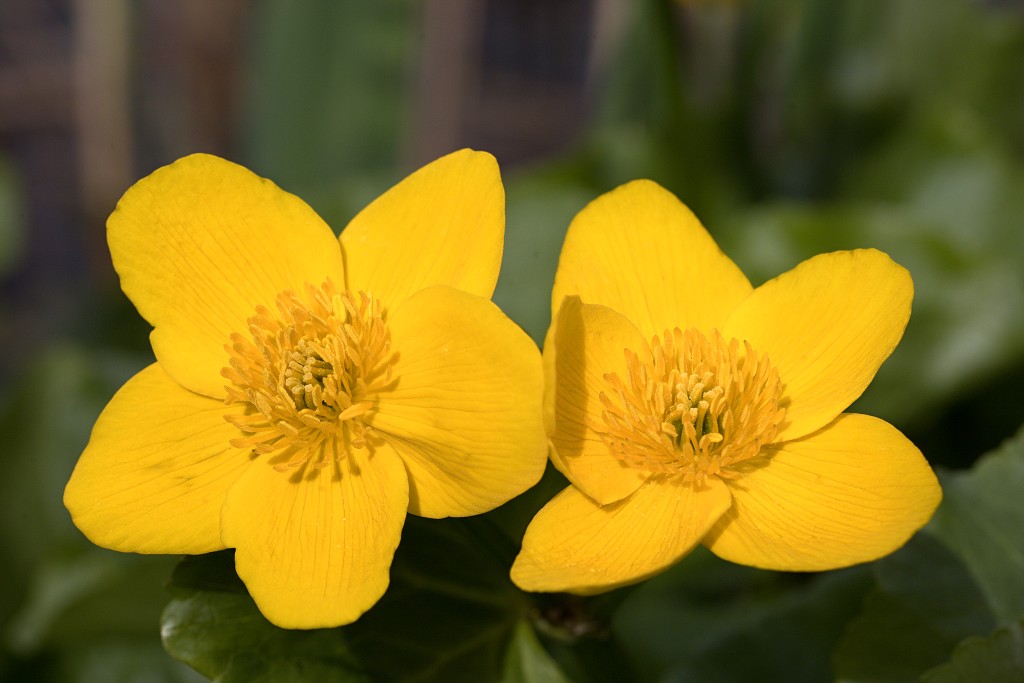 voornes duin tenellaplas Quackjeswater natuur natuurgebied natuurmonumenten hdr duinen Zuid Hollands landschap polder bossen natuurreservaat Natura 2000